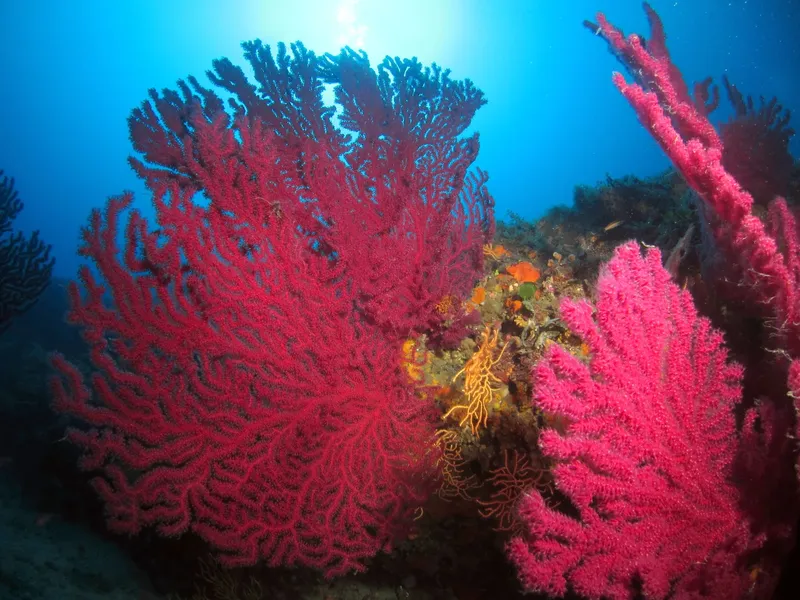 Gorgones rouges et autres coraux sur fond bleu profond