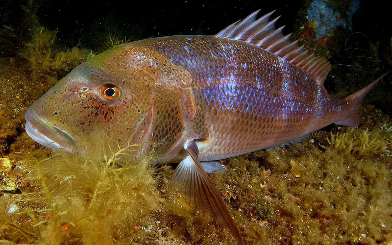 Gros poisson de mer rouge et argenté nageant près d'algues
