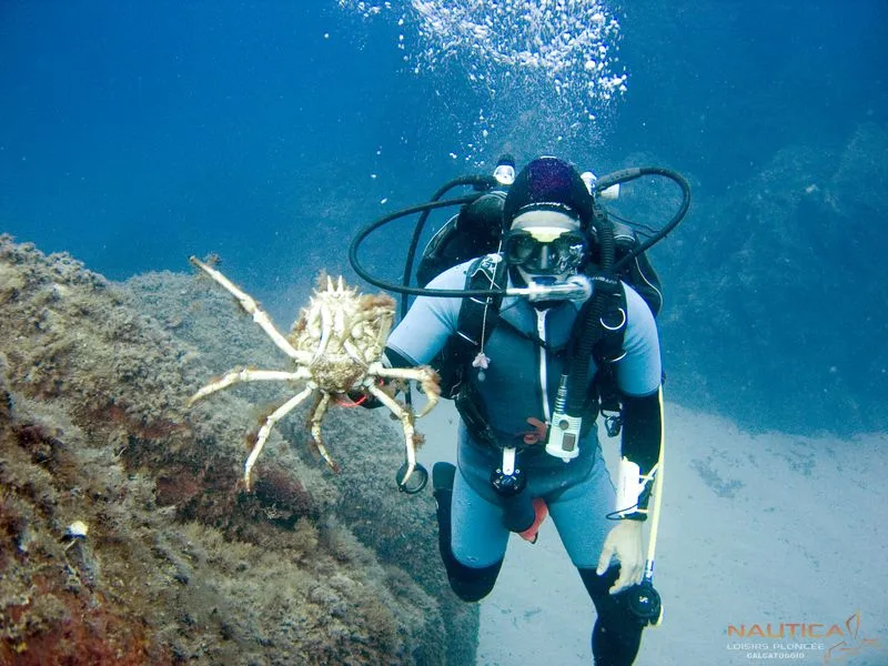 Plongeur face à un grand araignée de mer dans l'eau bleue