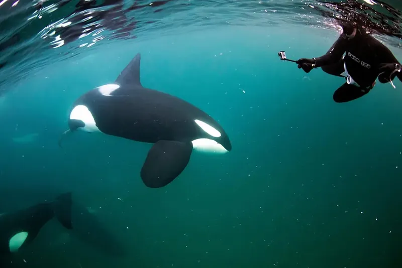 Plongeur avec orque dans l'eau turquoise, vue sous-marine spectaculaire