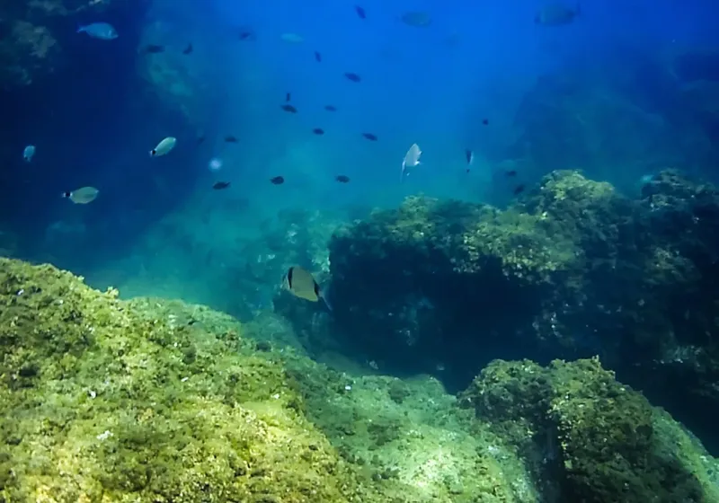 Vue sous-marine avec banc de poissons et formations rocheuses