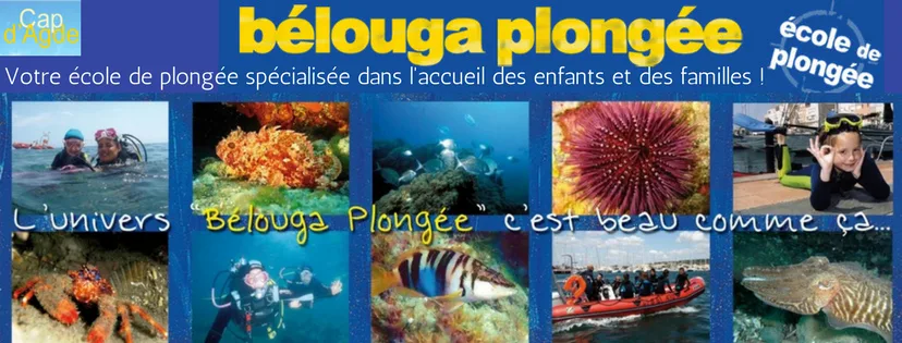Montage photos : plongeurs, faune marine, bateau et oursins colorés