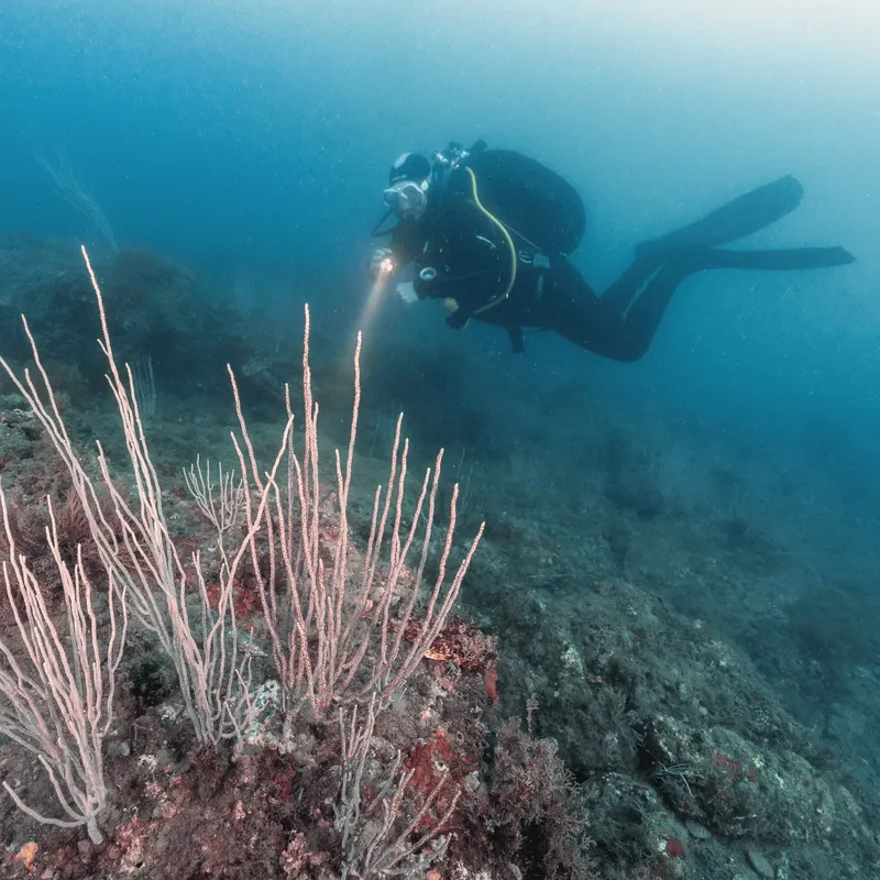 Plongeur explorant les fonds marins avec une lumière et des gorgones