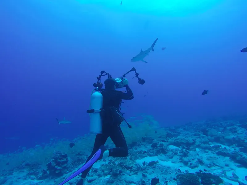 Plongeur avec requin pointe blanche en arrière-plan, fond bleu