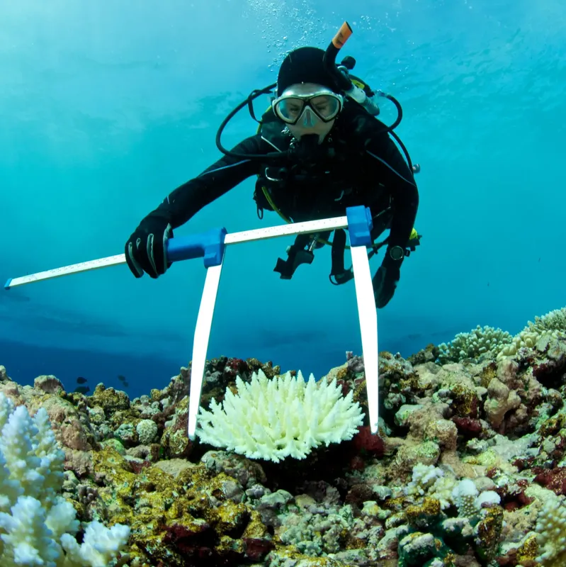 Plongeur étudiant un corail avec un cadre de mesure sous-marin