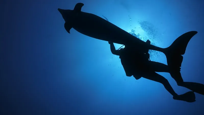 Plongeur interagissant avec un dauphin dans une eau bleue claire