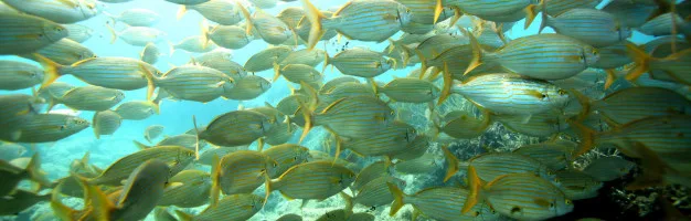 Banc de poissons argentés nageant dans une eau claire et ensoleillée