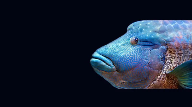 Gros plan sur la tête d'un poisson perroquet aux couleurs vives