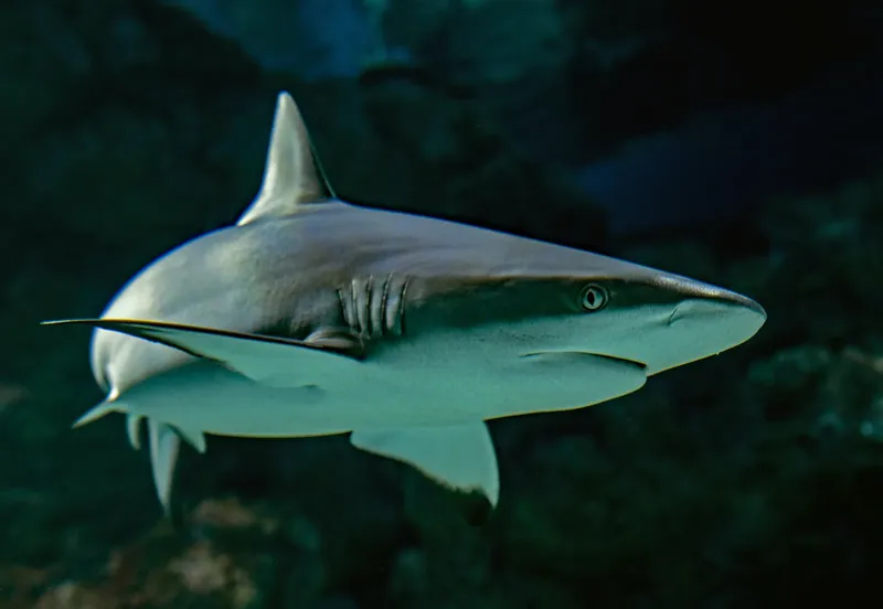 Requin de récif à pointe noire nageant dans l'eau bleue