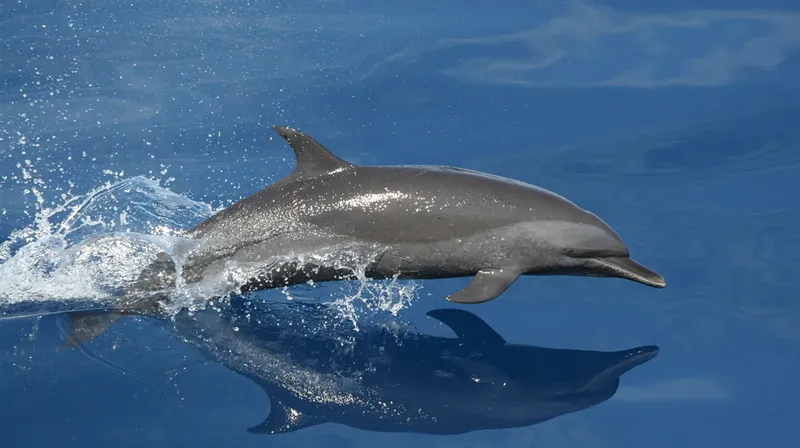 Dauphin bondissant hors de l'eau, reflet sur la surface marine