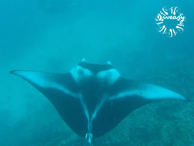 Raie manta vue d'en bas nageant dans une eau turquoise claire