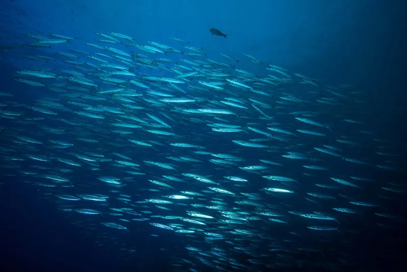 Banc de poissons argentés nageant en formation dans l'eau bleue