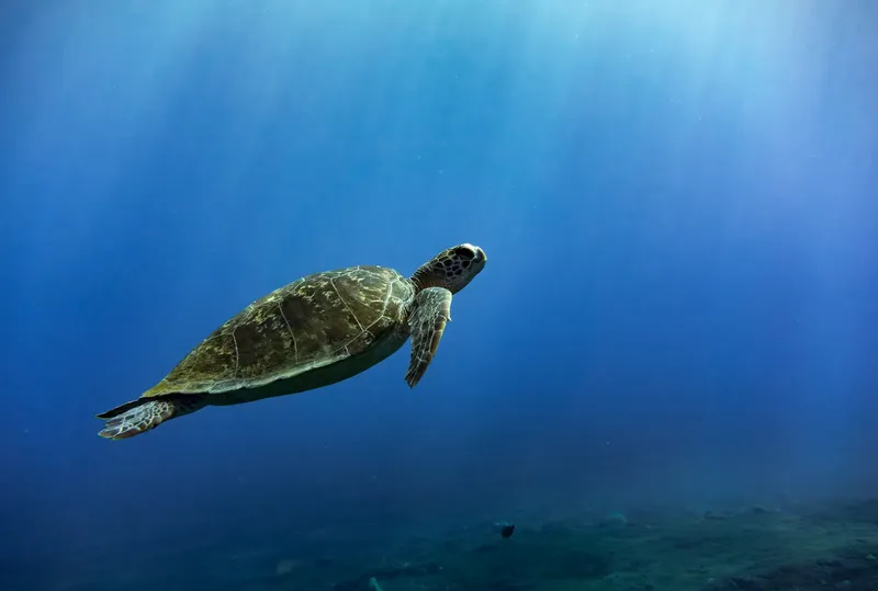 Tortue marine nageant paisiblement dans les eaux bleues de l'océan