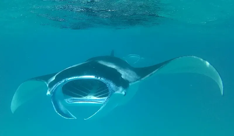 Raie manta nageant gracieusement dans une eau turquoise claire et limpide