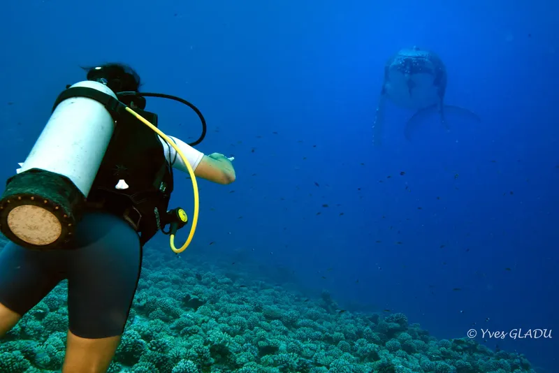Plongeuse observant un requin bouledogue dans un récif corallien
