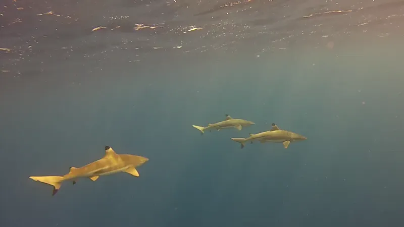 Trois requins de récif à pointes noires nagent dans l'eau bleue