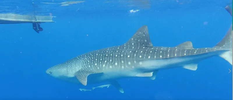Requin baleine nageant dans une eau bleue claire avec des poissons