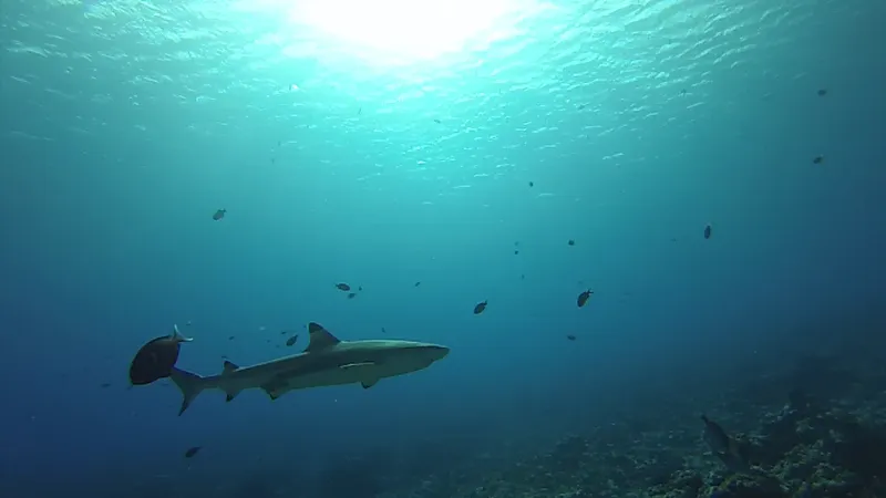 Requin de récif à la nage dans une eau turquoise claire