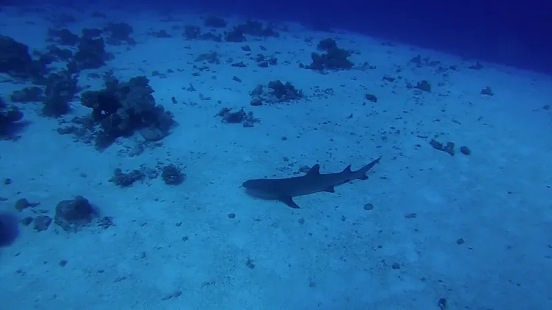 Requin à la nage dans un environnement sous-marin sablonneux et rocheux