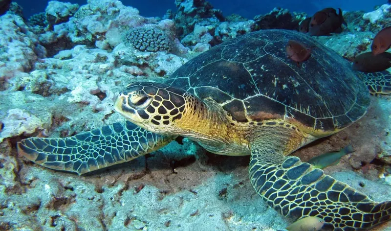Tortue marine nageant paisiblement au milieu d'un récif corallien coloré