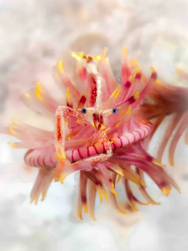 Petit crustacé coloré, ressemblant à un dragon de mer, sur fond sableux