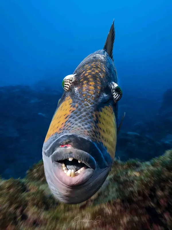 Gros plan d'un poisson perroquet coloré nageant en mer