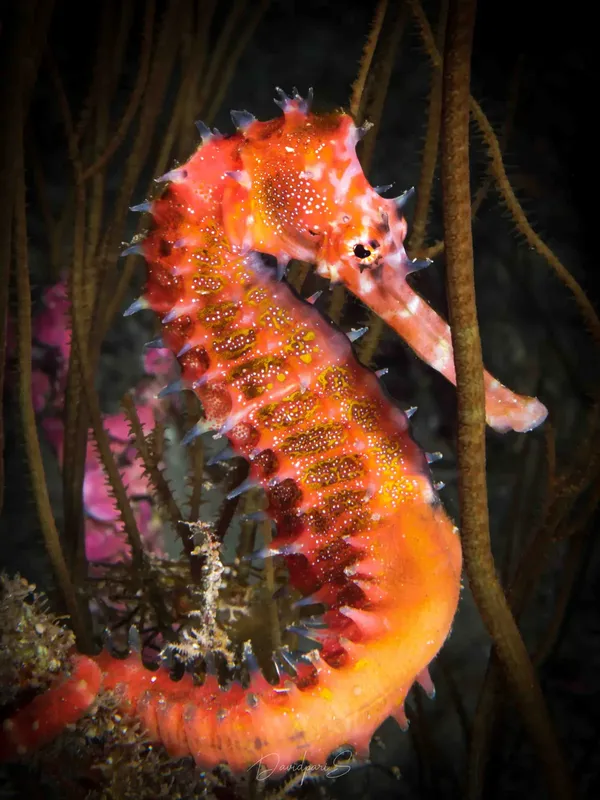 Hippocampe rouge et jaune se fondant dans un environnement marin sombre