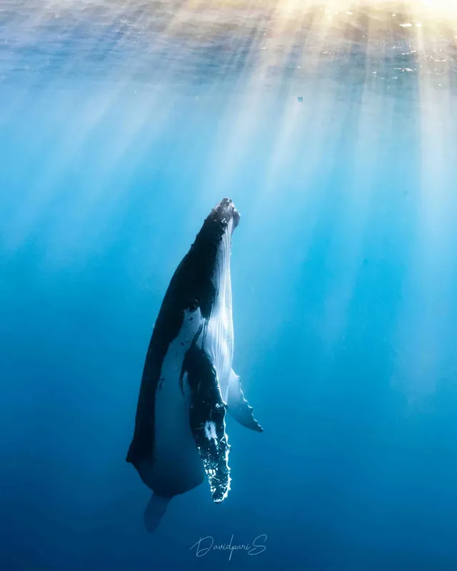 Baleine à bosse nageant vers la surface dans une eau claire et lumineuse