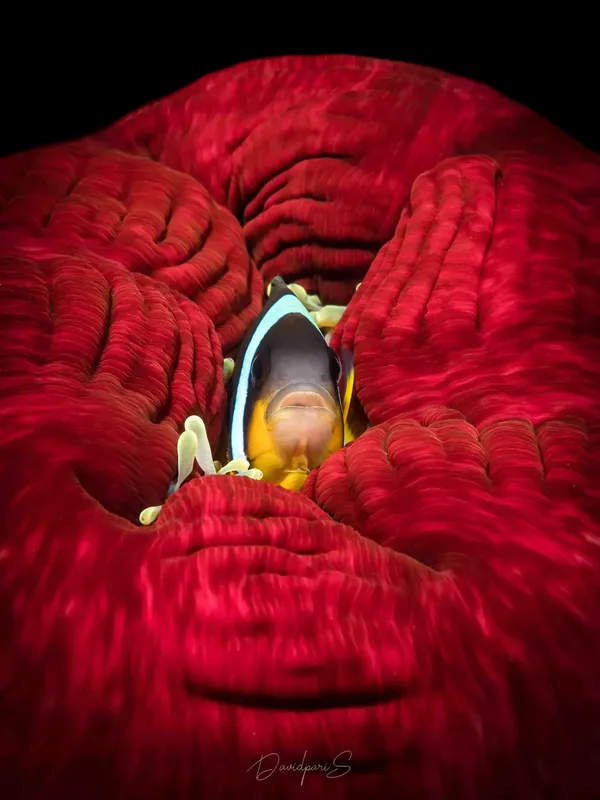 Poisson clown se cache dans une anémone rouge en milieu marin