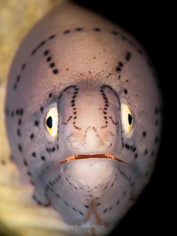 Gros plan d'une murène claire aux yeux jaunes dans l'eau