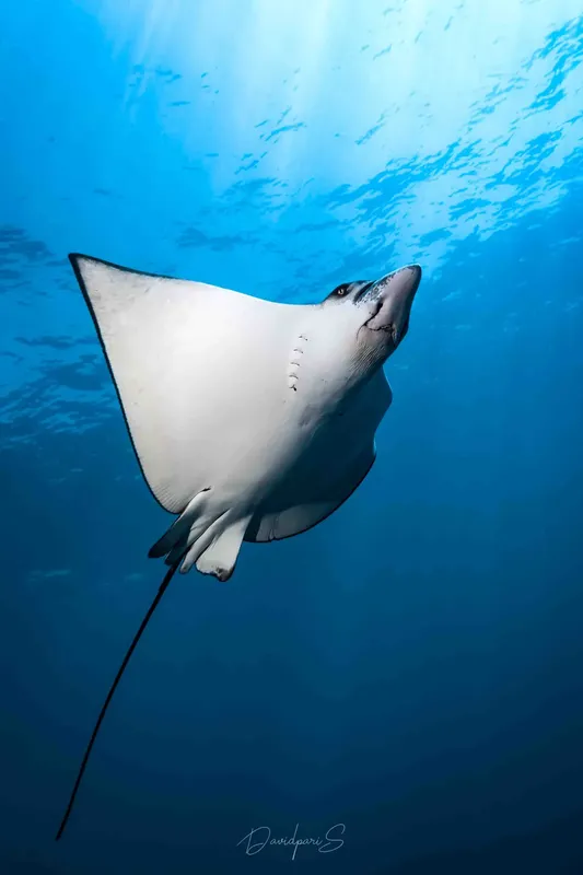 Raie manta nageant gracieusement dans l'eau bleue, lumière du soleil