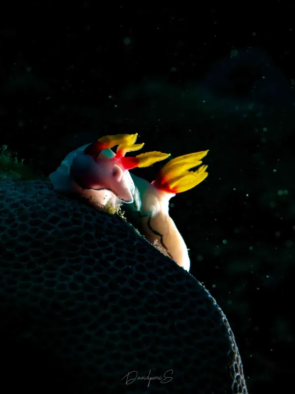 Nudibranche colorée sur corail noir, photographie sous-marine détaillée et lumineuse