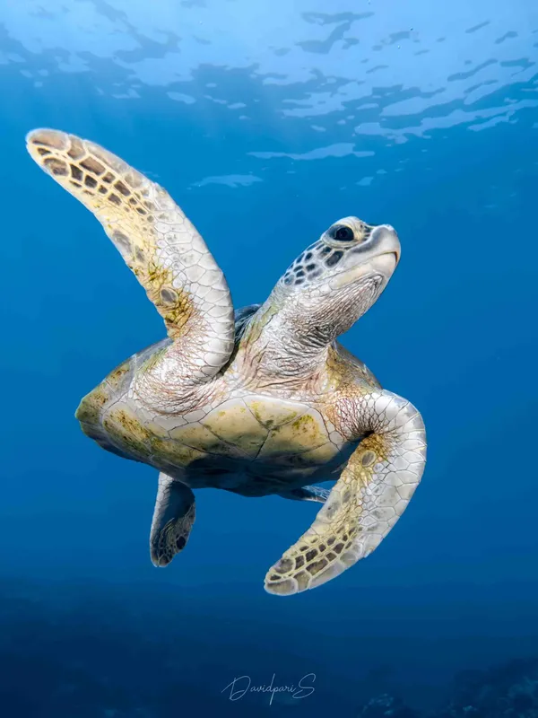 Tortue marine nageant gracieusement dans l'eau bleue, lumière naturelle