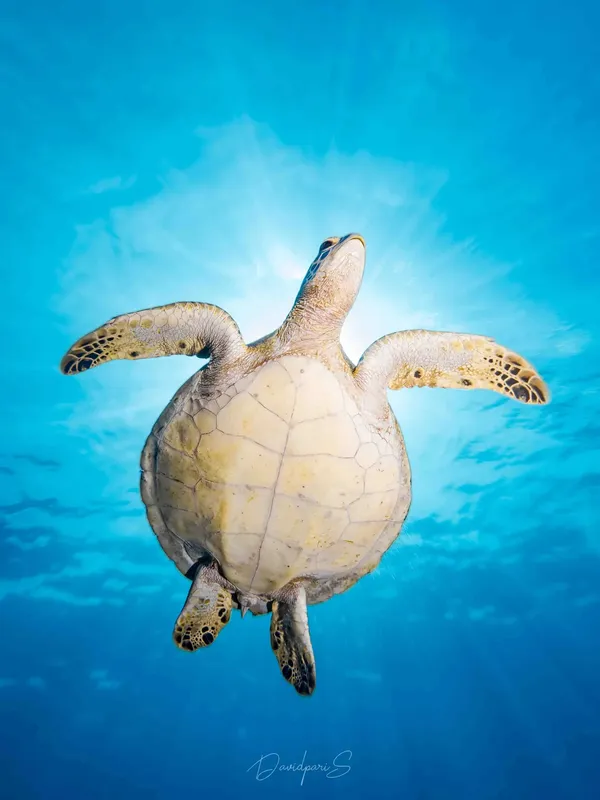 Tortue marine nageant vers la surface dans une eau bleu clair