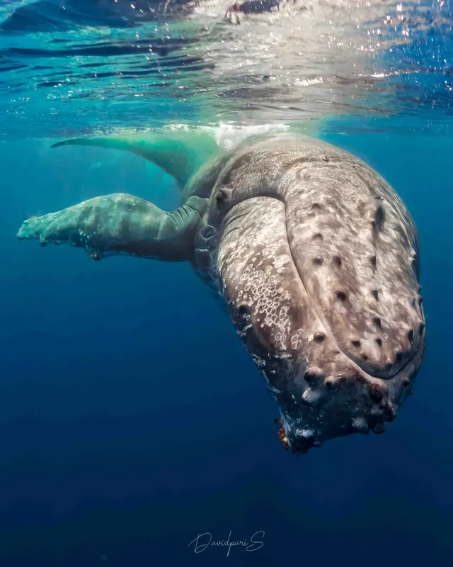 Gros plan d'un requin baleine nageant paisiblement dans l'eau bleue