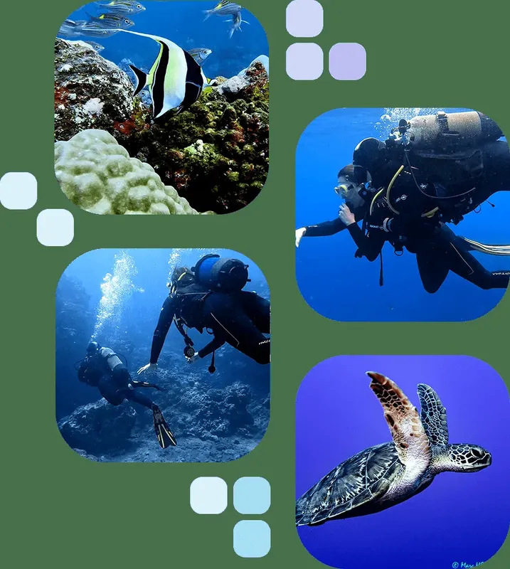 Plongeurs et poissons tropicaux explorent un récif corallien ensoleillé