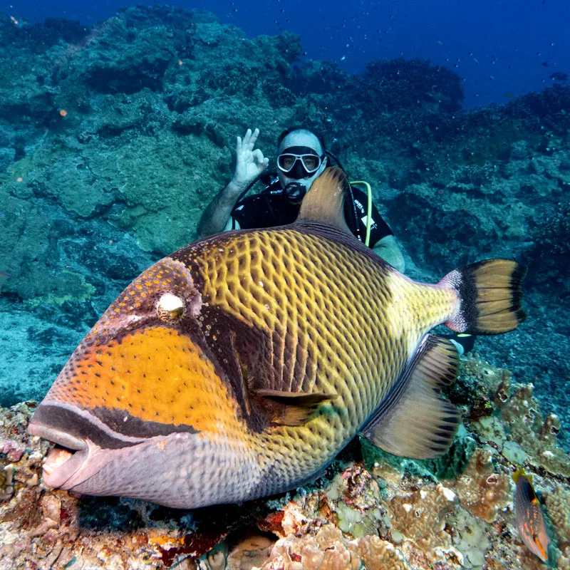 Plongeur souriant avec un poisson-perroquet coloré sur un récifal