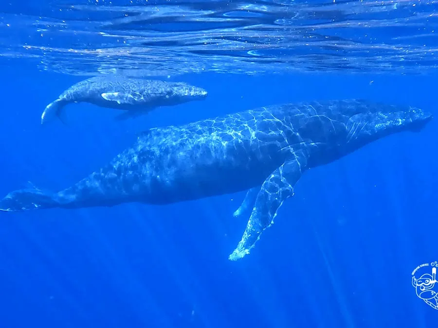 Deux baleines nagent ensemble dans l'eau bleue, vue sous-marine