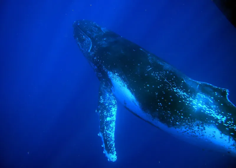 Baleine à bosse nageant dans l'océan bleu, vue sous-marine spectaculaire