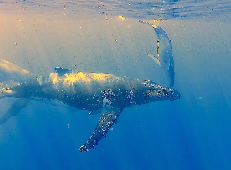 Deux baleines à bosse nagent ensemble dans l'eau bleue