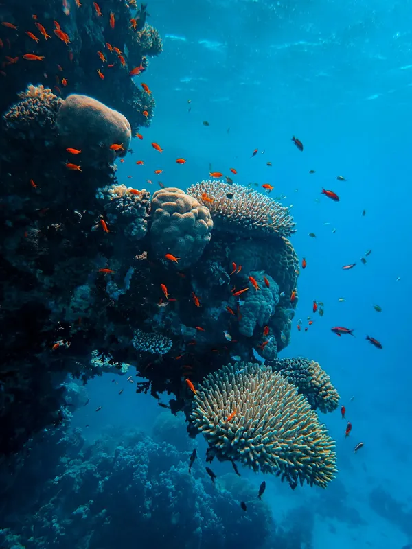 Recif corallien luxuriant avec de nombreux petits poissons colorés
