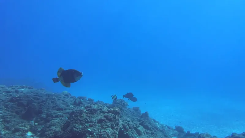 Poissons tropicaux nageant au-dessus d'un récifal corallien bleu clair