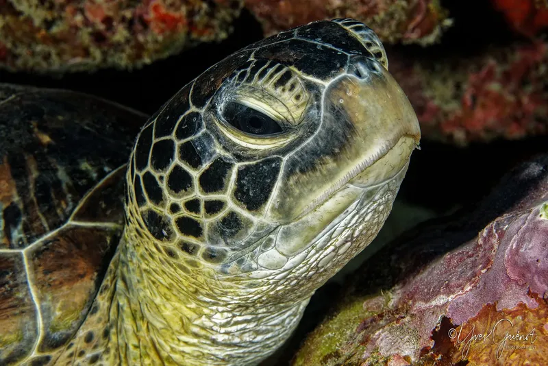 Gros plan sur la tête d'une tortue marine dans son habitat naturel