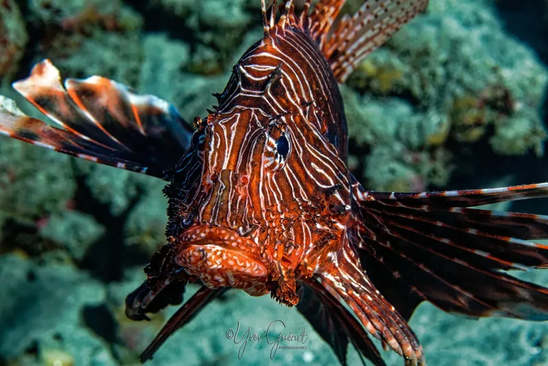 Poisson-lion aux rayures blanches et marron nageant sur un fond rocheux