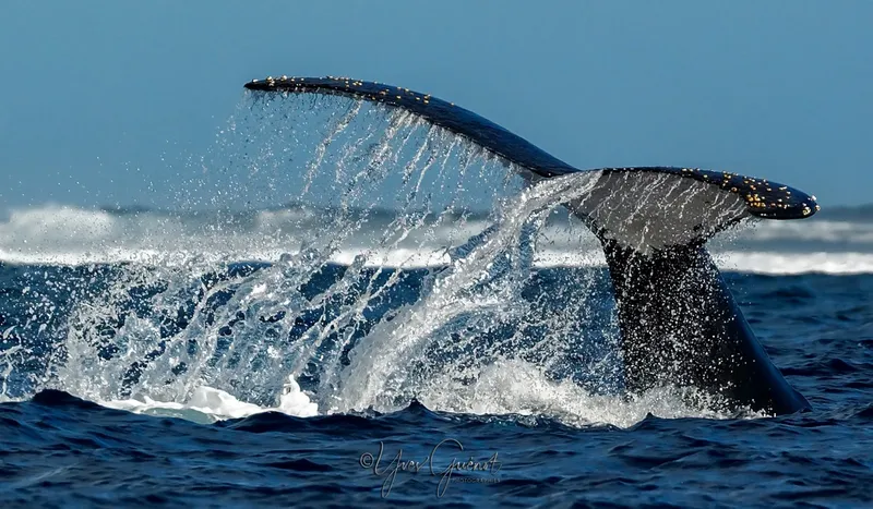 Queue de baleine frappant la surface de l'océan avec des éclaboussures