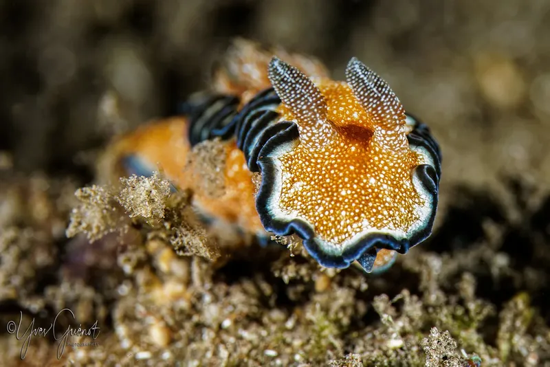 Nudibranche colorée orange et noire sur fond rocheux sous-marin