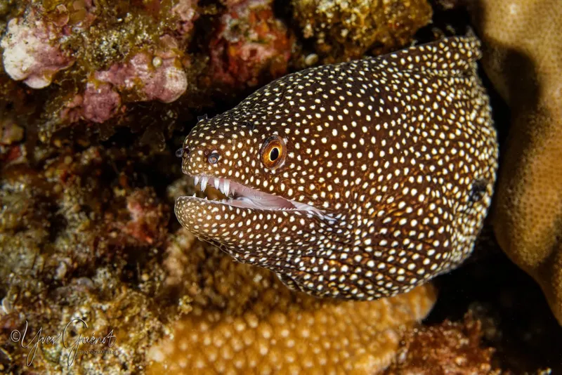 Murène tachetée de brun et de blanc, bouche ouverte, habitat corallien