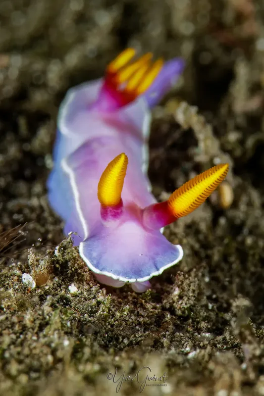 Deux nudibranches colorés se déplacent sur un fond sablonneux sombre