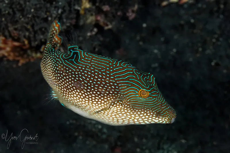 Poisson-globe orné, motifs complexes, fond rocheux corallien, lumière naturelle