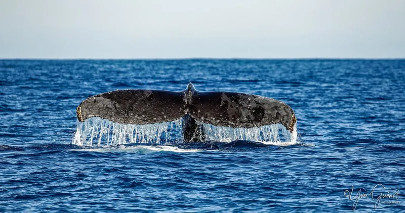 Queue de baleine à bosse émergeant de l'océan bleu profond